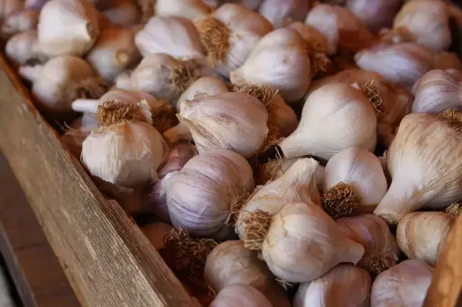 Garlic