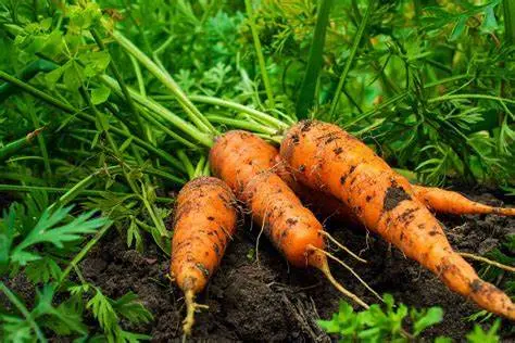 Carrot